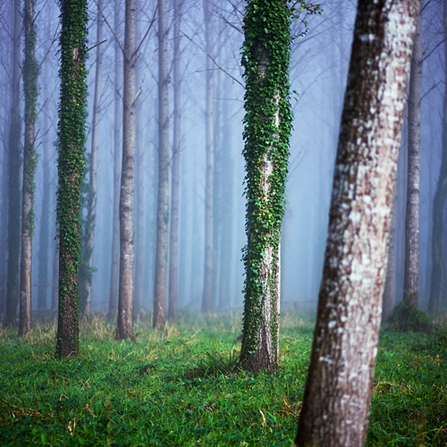 Lost in the forest