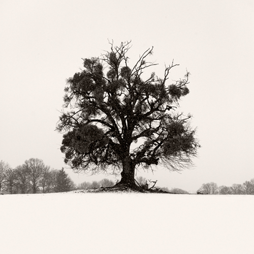 the Whispers of old Trees