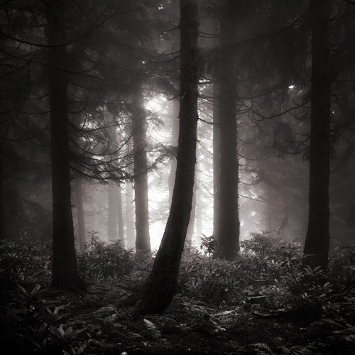 Dark forest   :: Sons of the silent age