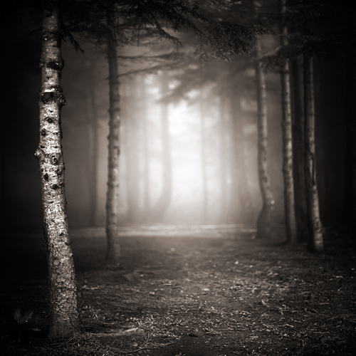 Dark forest   :: Twilight
