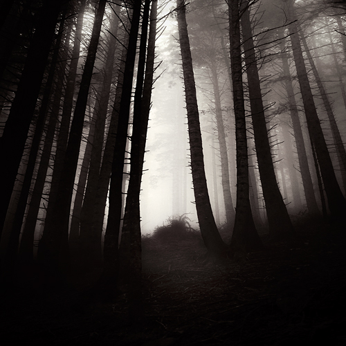 Dark forest   :: Find me