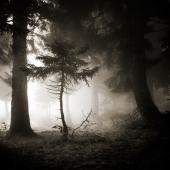 Dark forest  