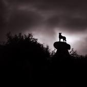 Sheep Dog Statue, Lake Tekapo